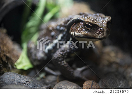 アズマヒキガエル ヒキガエル 25233676