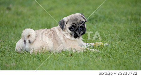 Typical Pug dog  in the  garden 25233722