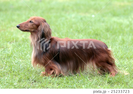 Typical Dachshund Long-haired Standard Red Typical Dachshund Long-haired Standard Red 25233723