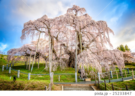 三春の滝桜 25233847