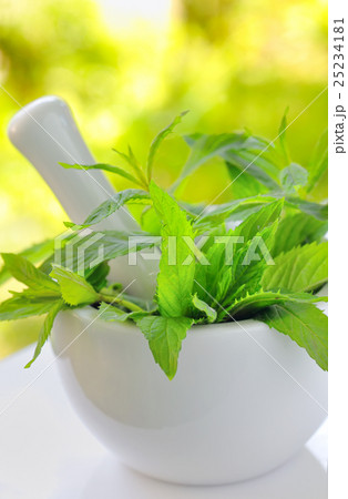branch of fresh mint branch of fresh mint 25234181
