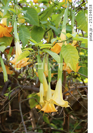 Yellow brugmansia or Datura flower 25234638