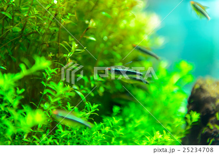 aquarium aquarium 25234708