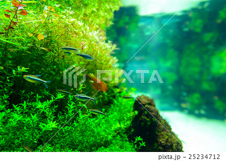 aquarium aquarium 25234712