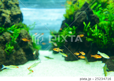 aquarium aquarium 25234716