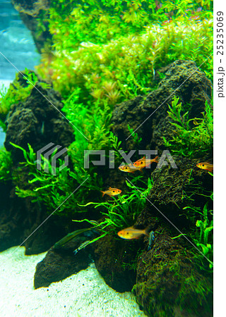 aquarium 25235069