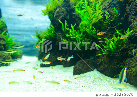 aquarium 25235070