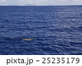 アオウミガメの息継ぎ 25235179