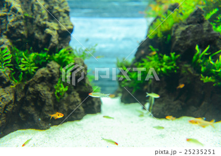 aquarium 25235251