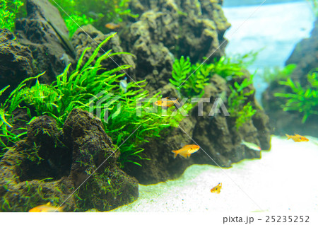 aquarium 25235252