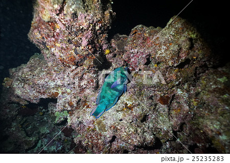 寝てるブダイ 25235283