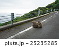 ヤクザル 25235285