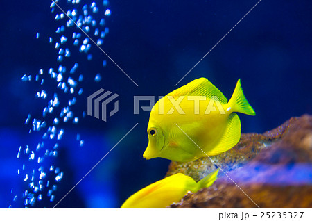 aquarium aquarium 25235327