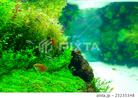 aquarium aquarium 25235348