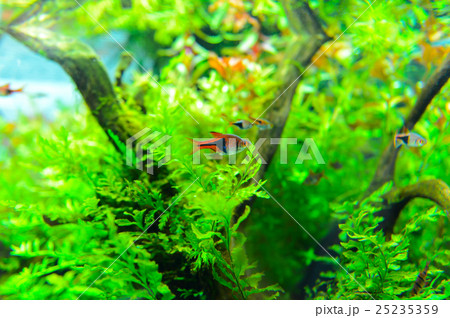 aquarium aquarium 25235359