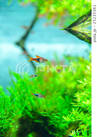 aquarium 25235361