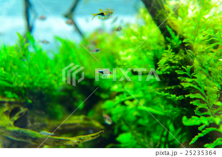 aquarium aquarium 25235364