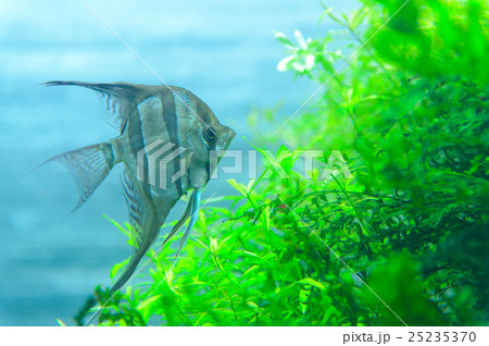 aquarium 25235370