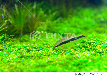 aquarium aquarium 25235373