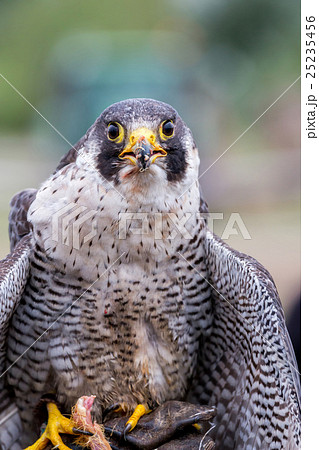 Peregrine Falcon (Falco peregrinus) 25235456