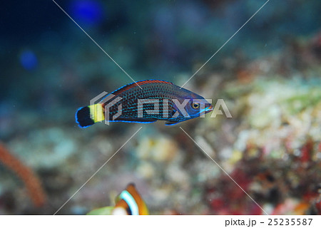 ブダイベラ 25235587