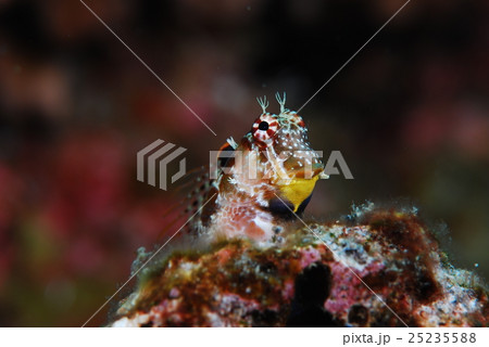 エリグロギンポ 25235588