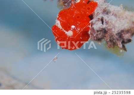 オオモンカエルアンコウ 25235598