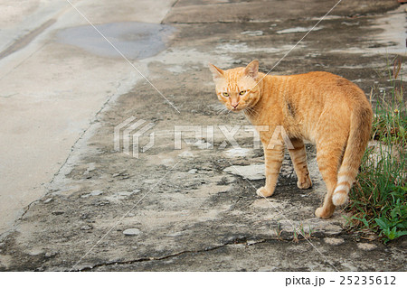 Thai stray cat, yellow cat. 25235612