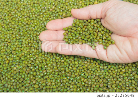 Mung bean seeds. 25235648