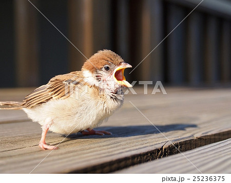 親すずめとはぐれて鳴く子すずめの写真素材