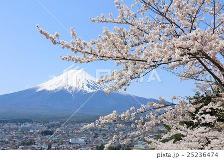 富士山と春の桜風景 25236474