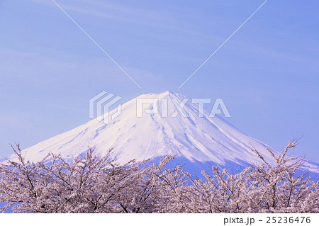 富士山と綺麗な桜咲く風景 25236476