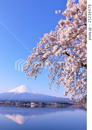 日本の春　富士山と桜 25236478