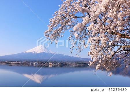 日本の春 富士山と桜 日本の春 富士山と桜 25236480
