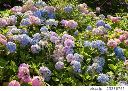 パステルカラーの紫陽花 パステルカラーの紫陽花 25236765