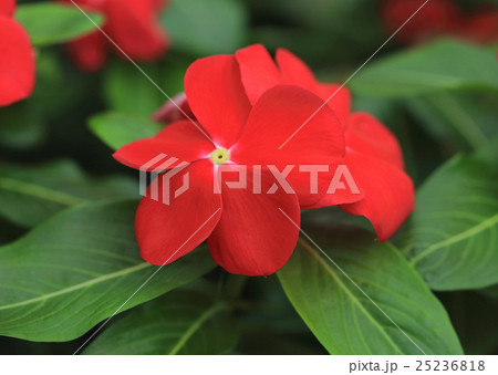 ニチニチソウ「サンダーレッド」 25236818