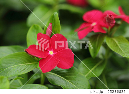 ニチニチソウ「サンダーレッド」 25236825