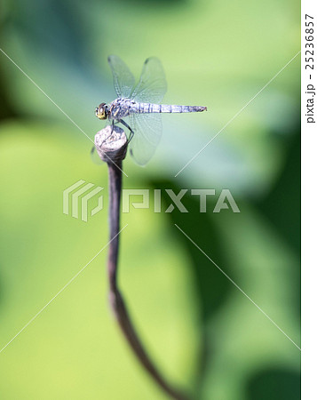 とんぼ 25236857