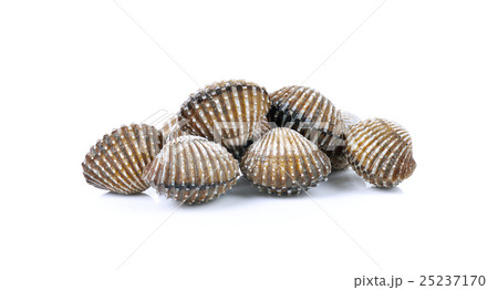 fresh cockles seafood background 25237170