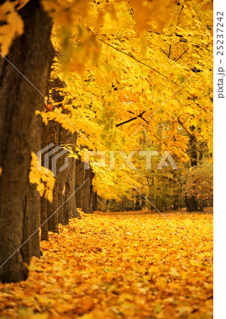 Autumn October colorful park. Foliage trees alley Autumn October colorful park. Foliage trees alley 25237242
