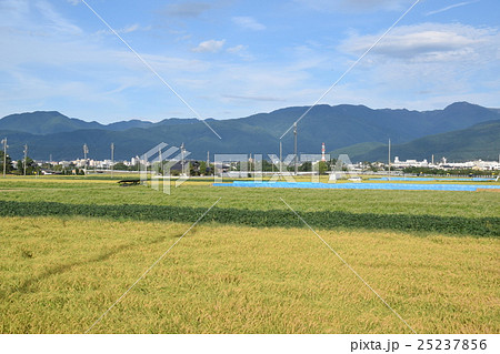稲と大豆と蕎麦の実る秋の松本市郊外 25237856