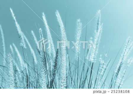 Feather grass in nature Feather grass in nature 25238108