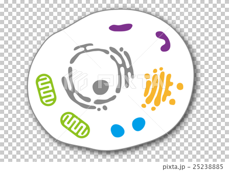 細胞の内部構造のイラスト素材