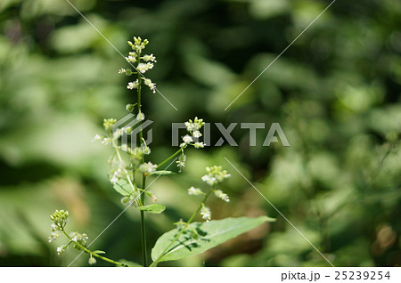 ミズタマソウ　水玉草　Circaea mollis 25239254