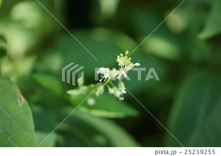 ミズタマソウ　水玉草　Circaea mollis 25239255