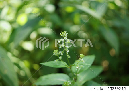 ミズタマソウ　水玉草　Circaea mollis 25239256