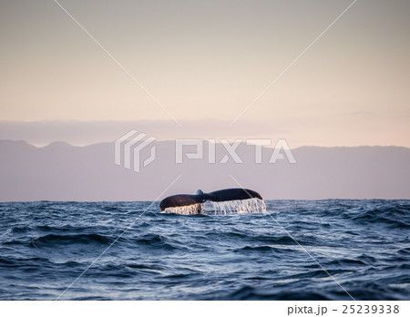 Whale tail 3 25239338