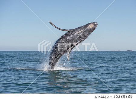Whale having fun. 25239339
