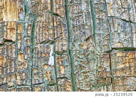 Rotten wood 25239520