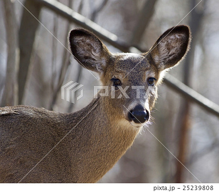 Beautiful isolated picture with a cute wild deer 25239808